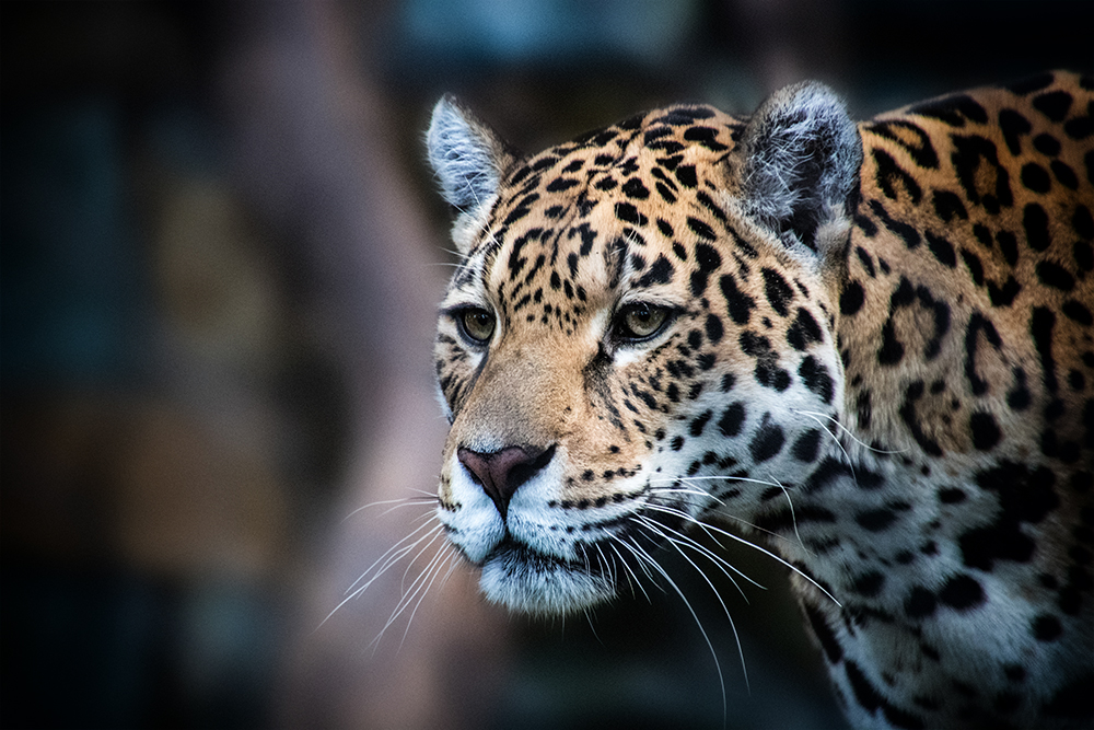 Jaguar