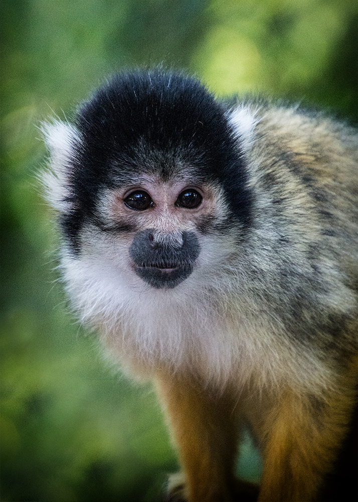 Boliviaanse doodshoofdaapje - Black-capped squirrel monkey