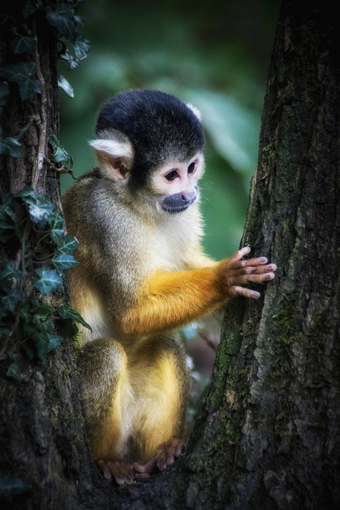 Boliviaanse doodshoofdaapje - Black-capped squirrel monkey