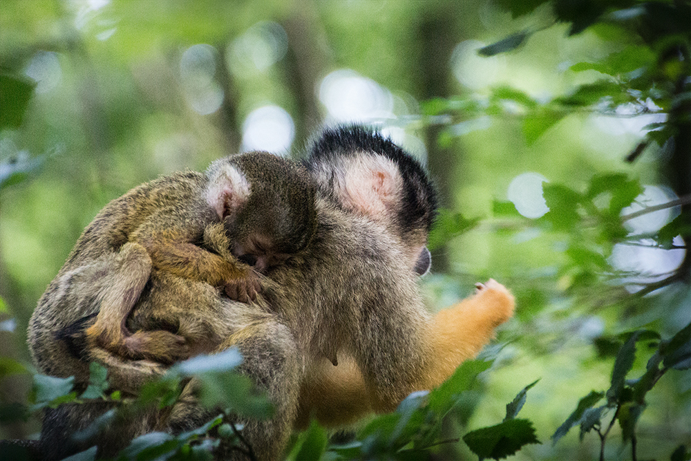 Boliviaanse doodshoofdaapje - Black-capped squirrel monkey