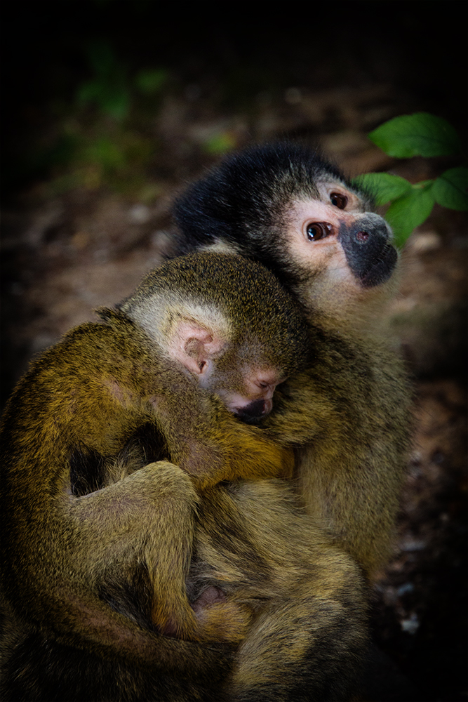 Boliviaanse doodshoofdaapje - Black-capped squirrel monkey