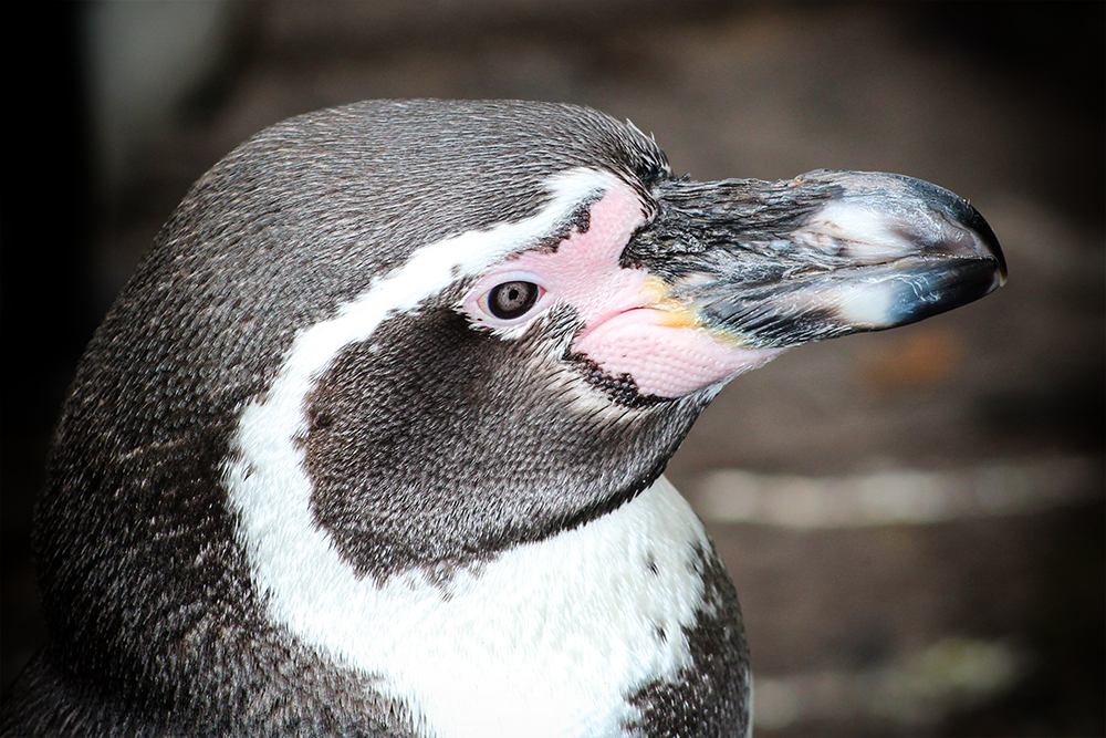 Humboldt pinguin - Humboldt penguin