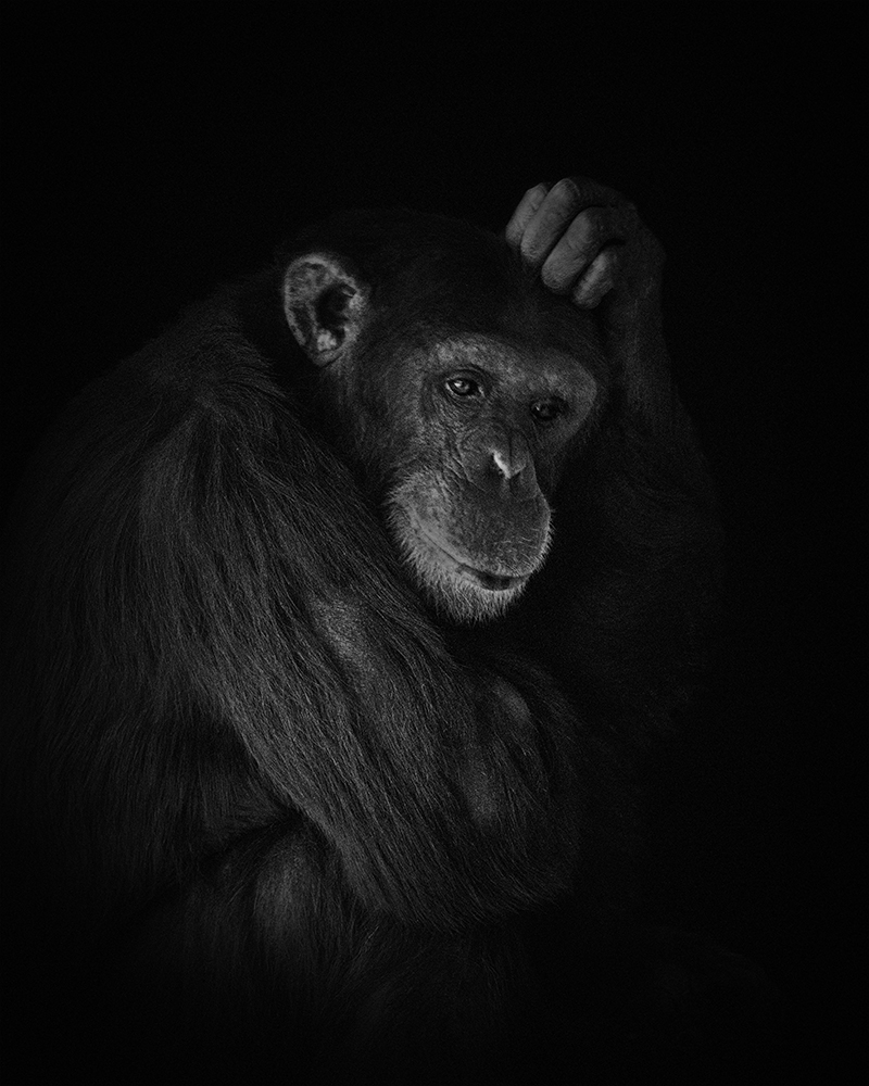 Chimpansee