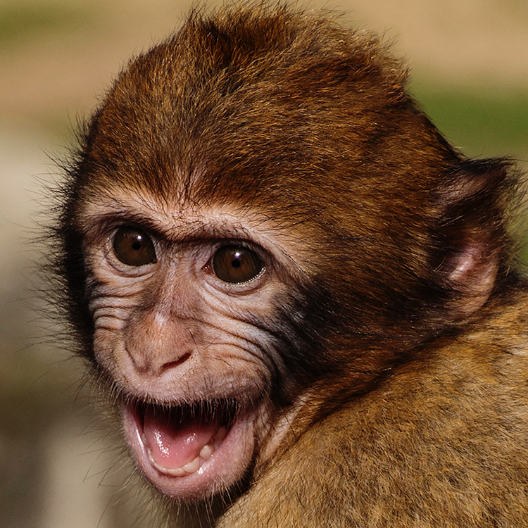 Berberaapje - Young Barbary macaque 