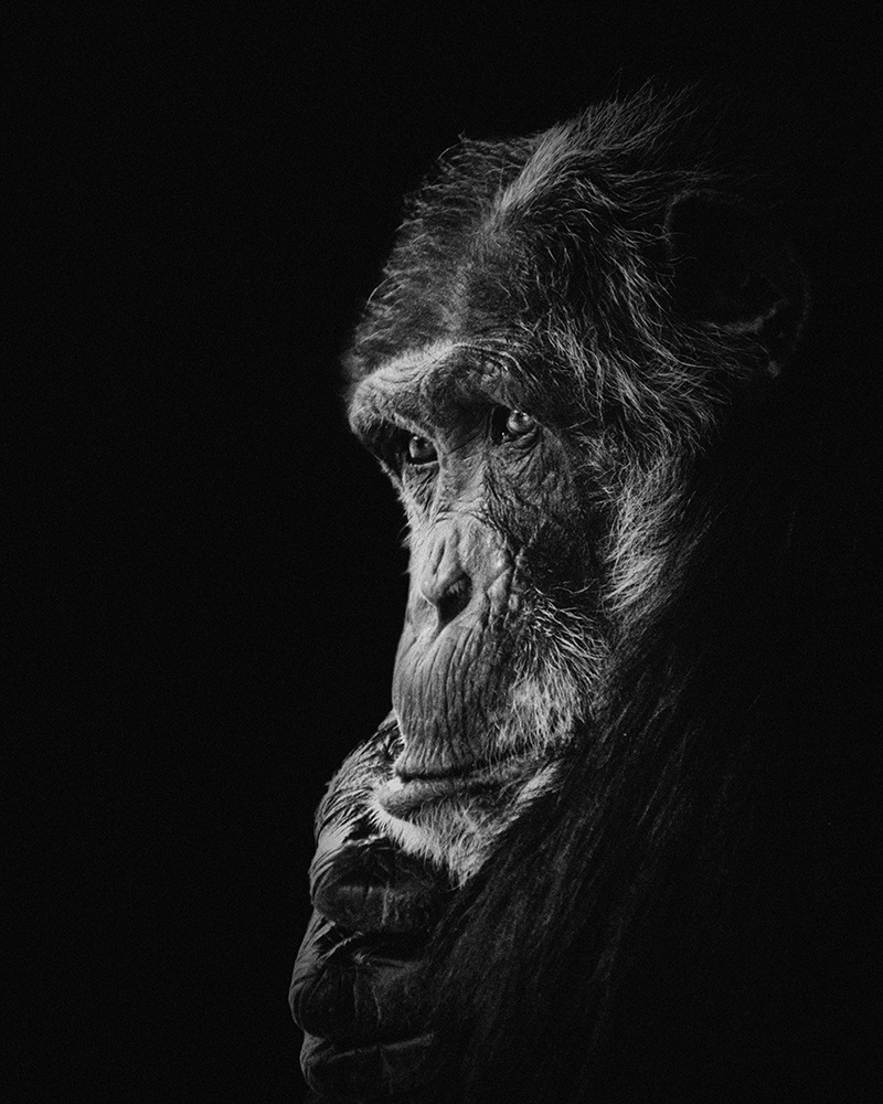 Mike - Chimpansee - Chimpanzee