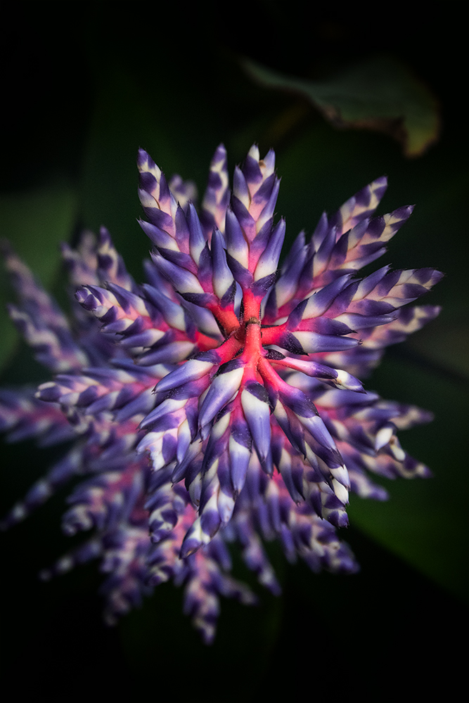 Bromelia