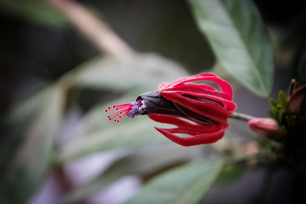 Pavonia multiflora