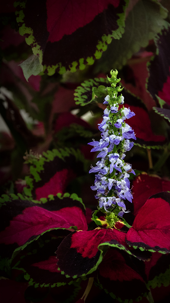 Plectranthus scutellarioides