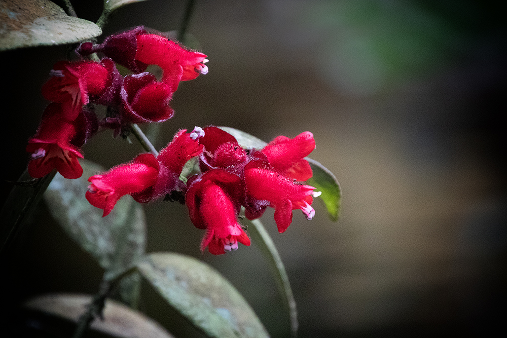 Aeschynanthus