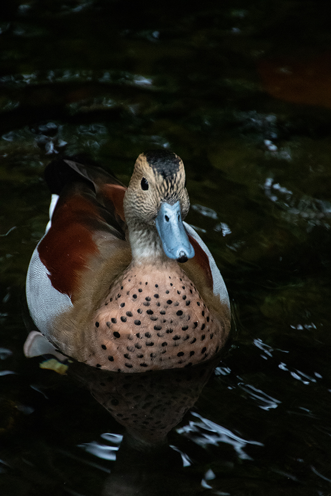 Roodschoudertaling – Ringed teal