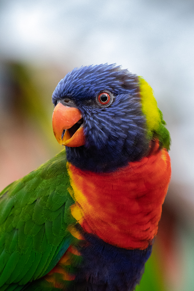 Regenboor lori – Rainbow lorikeet