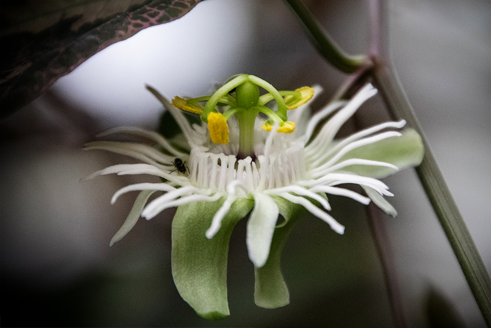 Passiebloem - Passion flower