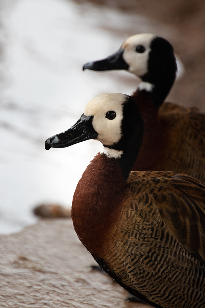 Witwangfluiteend – White-faced whistling duck