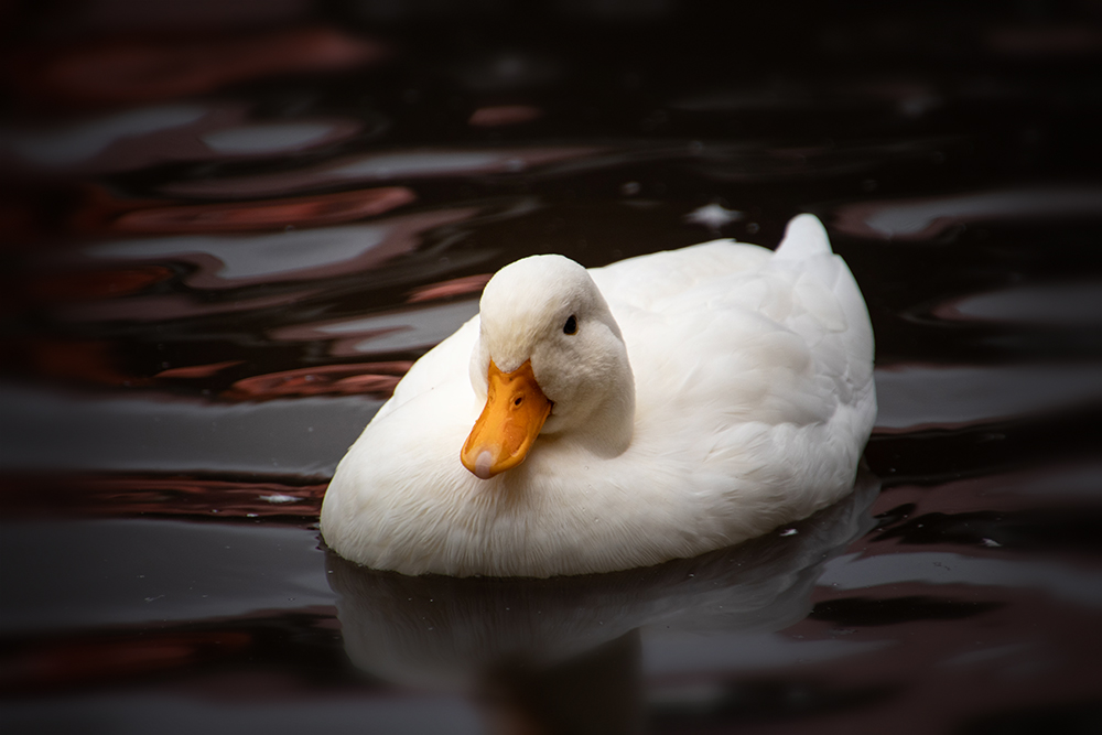 Hollandse kwaker – Call duck