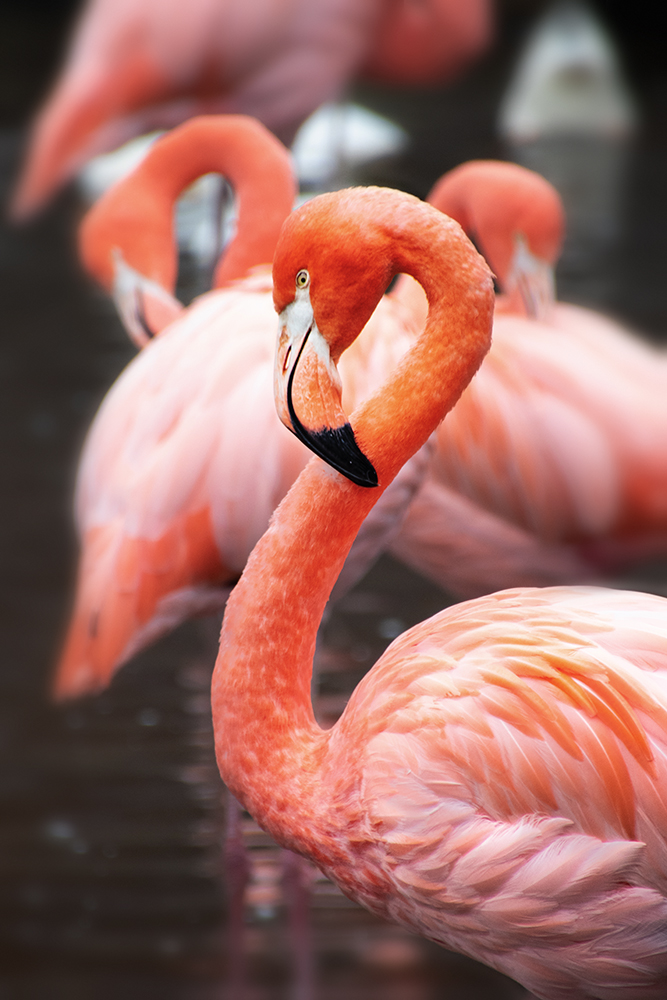 Cubaanse flamingo – American flamingo