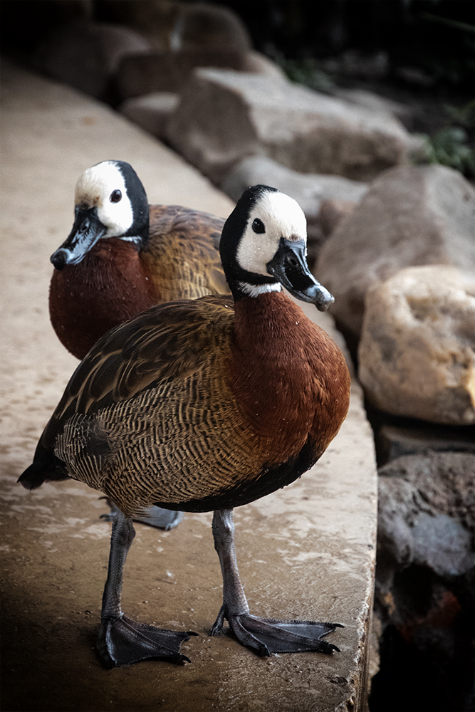 Witwangfluiteend – White-faced whistling duck