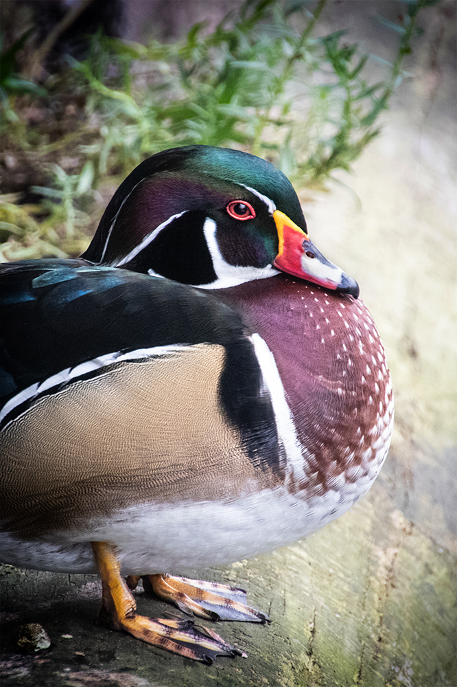 Carolina Eend – Wood duck