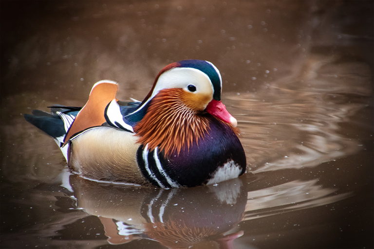 Mandarijneend – Mandarin duck