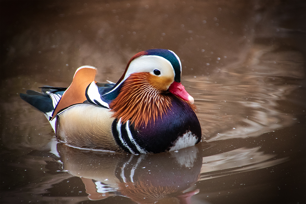 Birds at the Orchideeën Hoeve