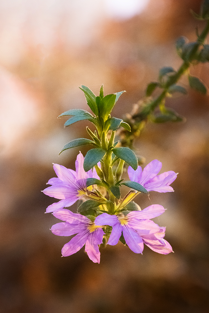 Scaevola