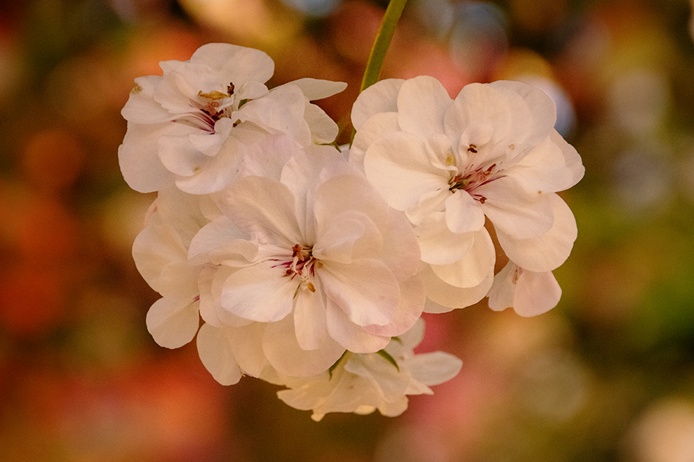 Geranium