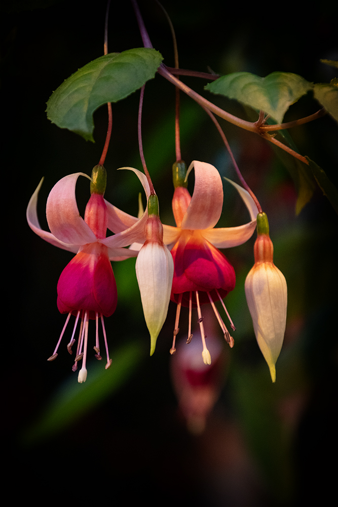 Fuchsia