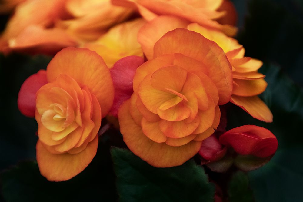 Begonia