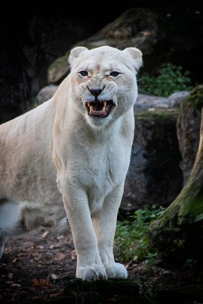 Witte leeuw - White lion