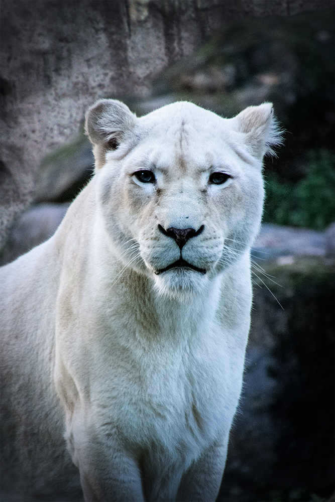 Witte leeuw - White lion