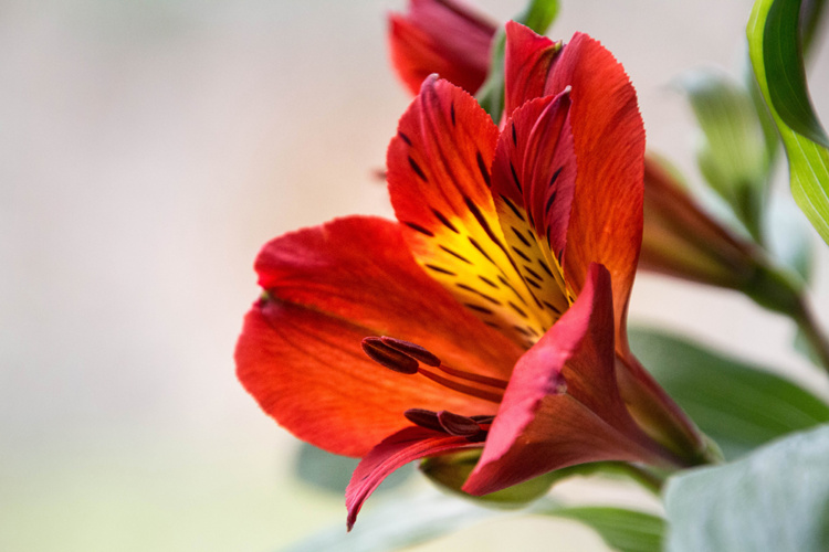 Alstroemeria - Lily of the Incas