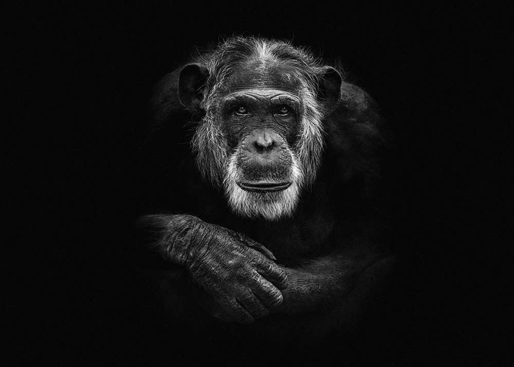 Mike - Chimpansee - Chimpanzee