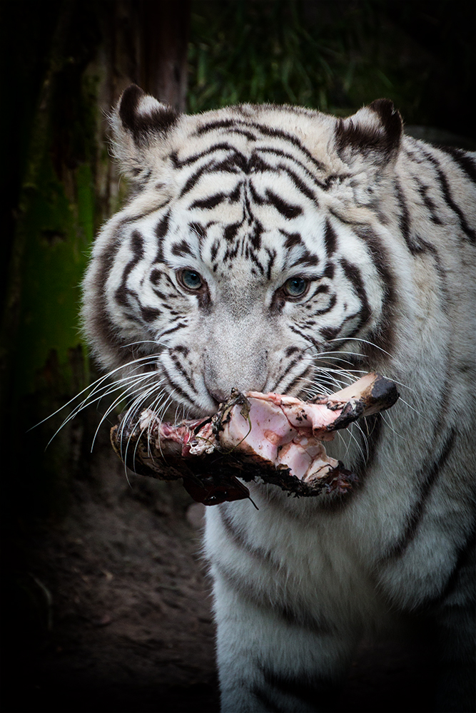 Witte tijger - White tiger