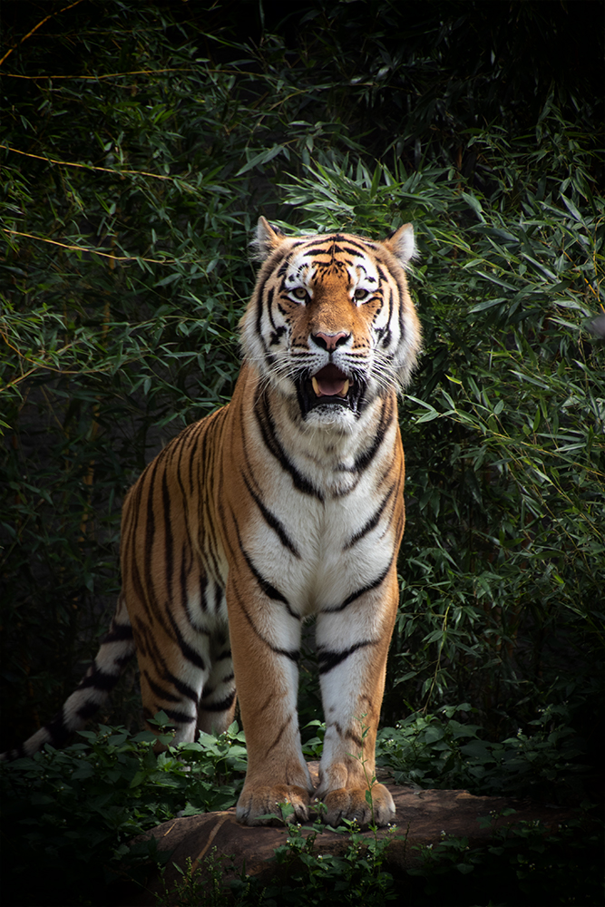 Siberische tijger - Siberian tiger