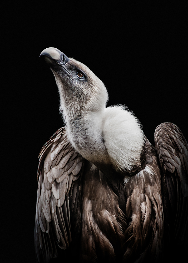 Vale gier - Griffon vulture