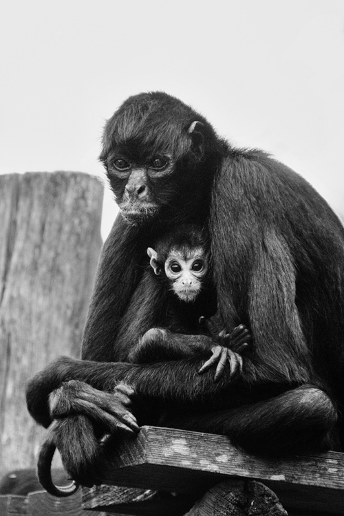 Monochrome monkey babies – Anja Wessels Fotografie