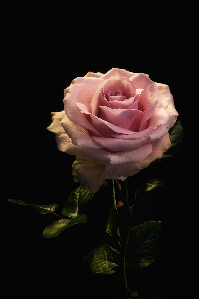 Roos - Rose