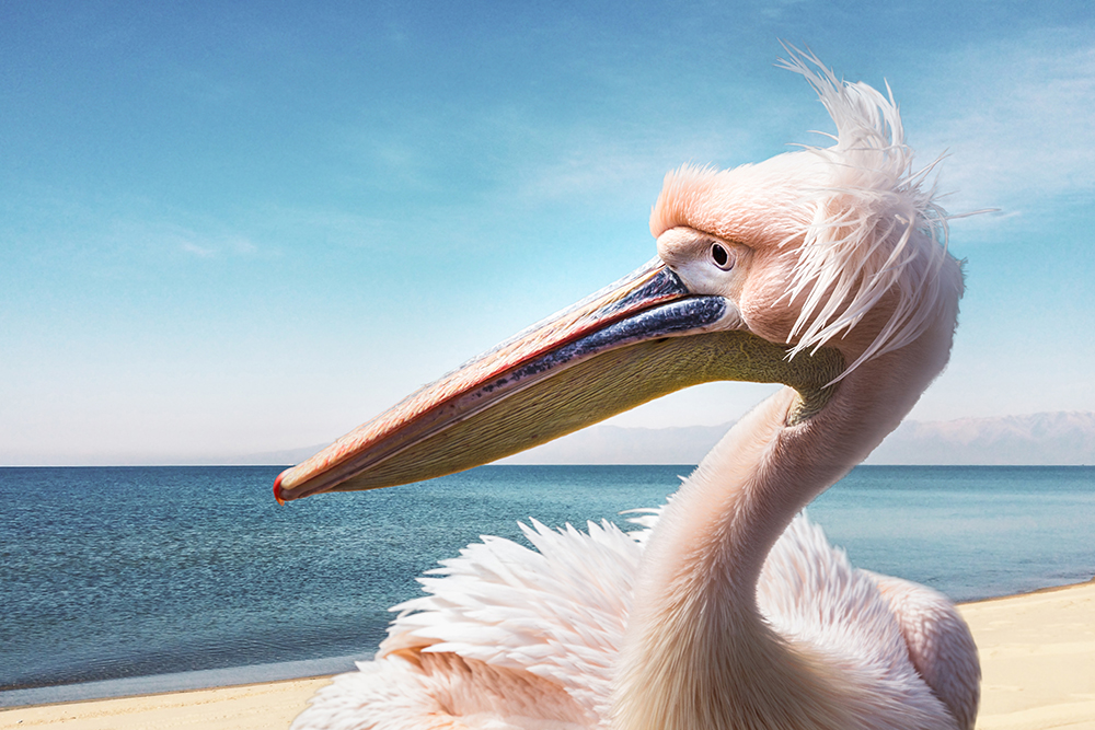 Roze pelikaan – Great white pelican (Artis in Amsterdam)