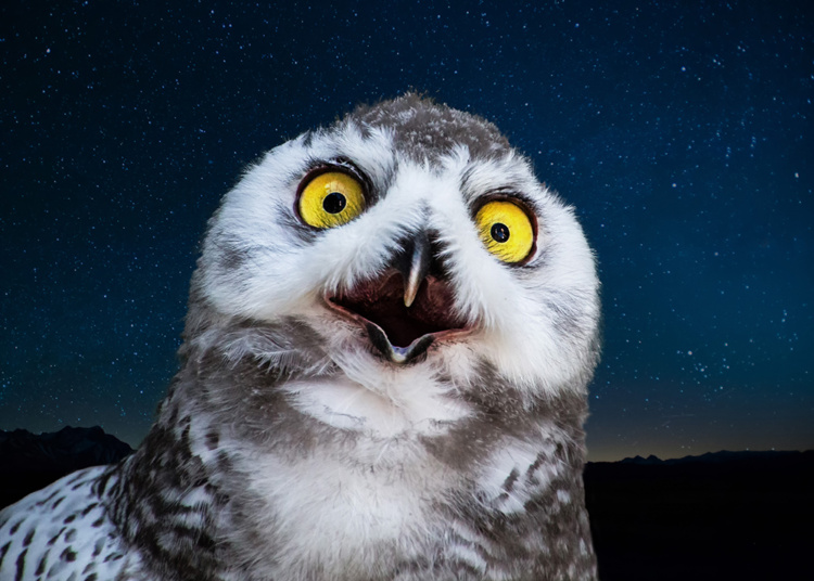 Sneeuwuil - Snowy owl