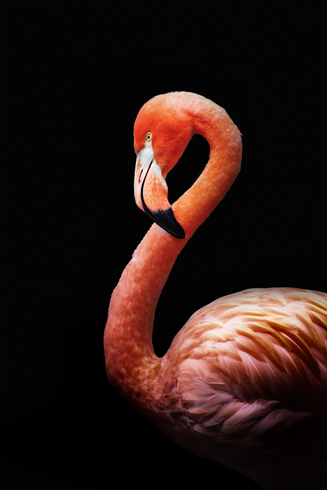 Chileense flamingo - Chilean flamingo