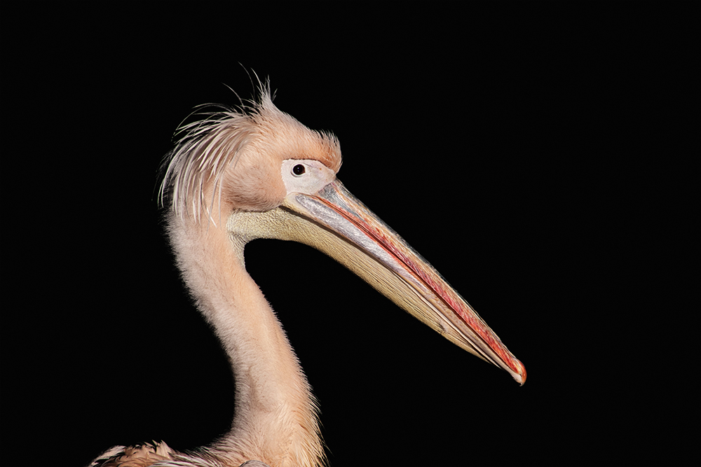 Roze pelikaan - Great white pelican