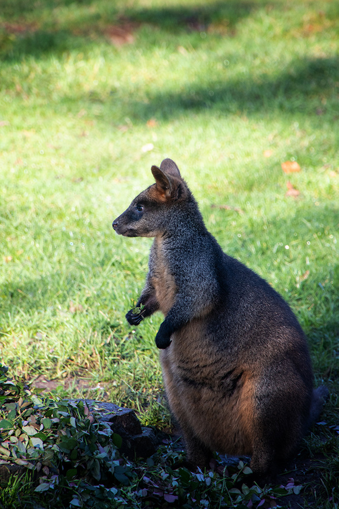 Moeraswallaby - Swamp wallaby