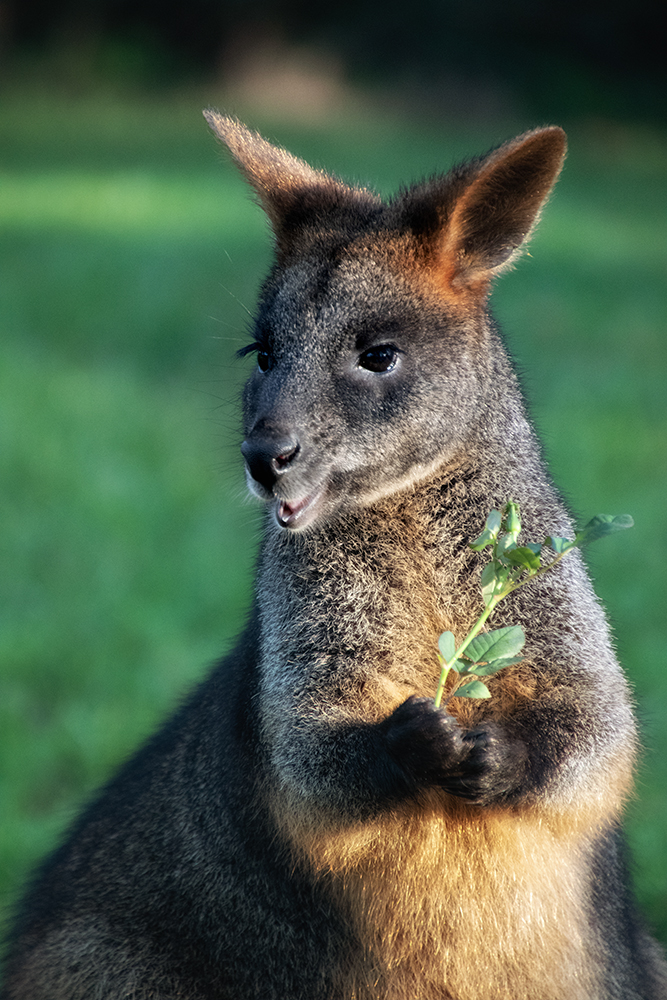 Moeraswallaby - Swamp wallaby