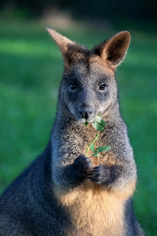 Moeraswallaby - Swamp wallaby