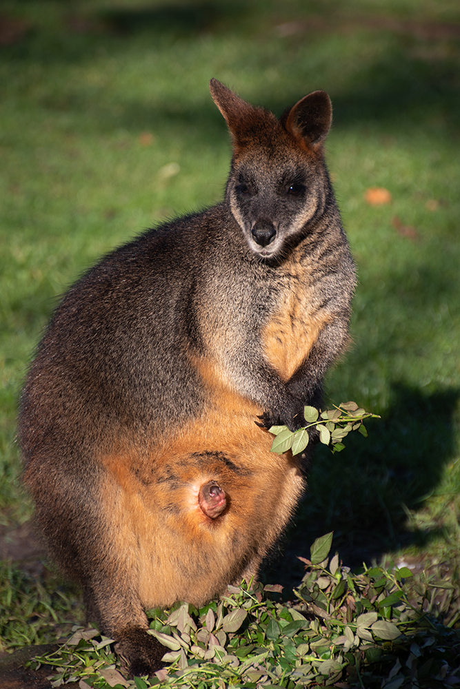 Moeraswallaby - Swamp wallaby