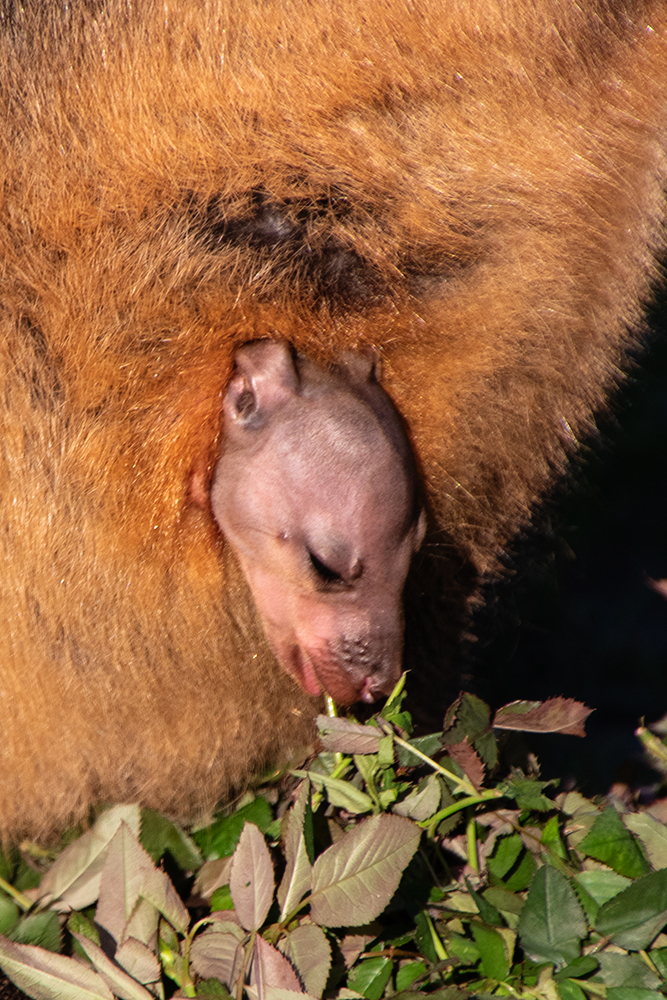 Moeraswallaby - Swamp wallaby