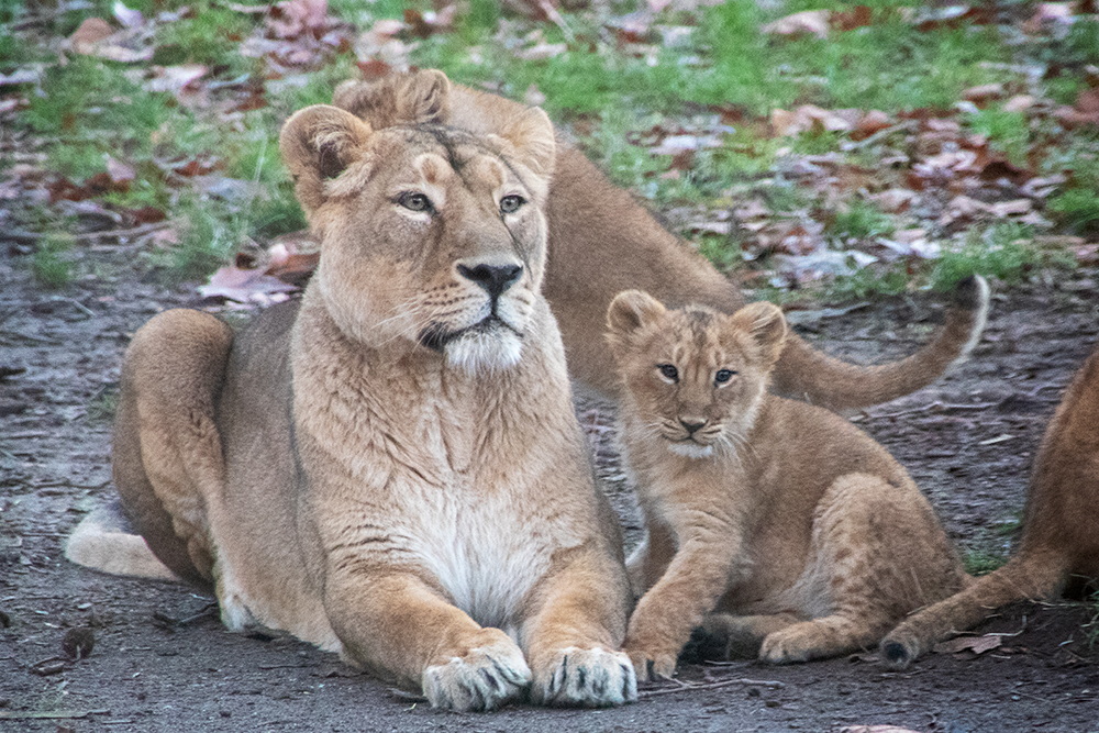 Aziatische leeuw - Asiatic lion