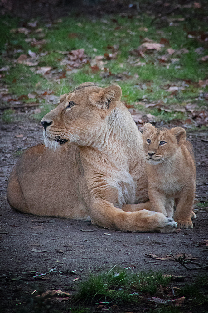 Aziatische leeuw - Asiatic lion