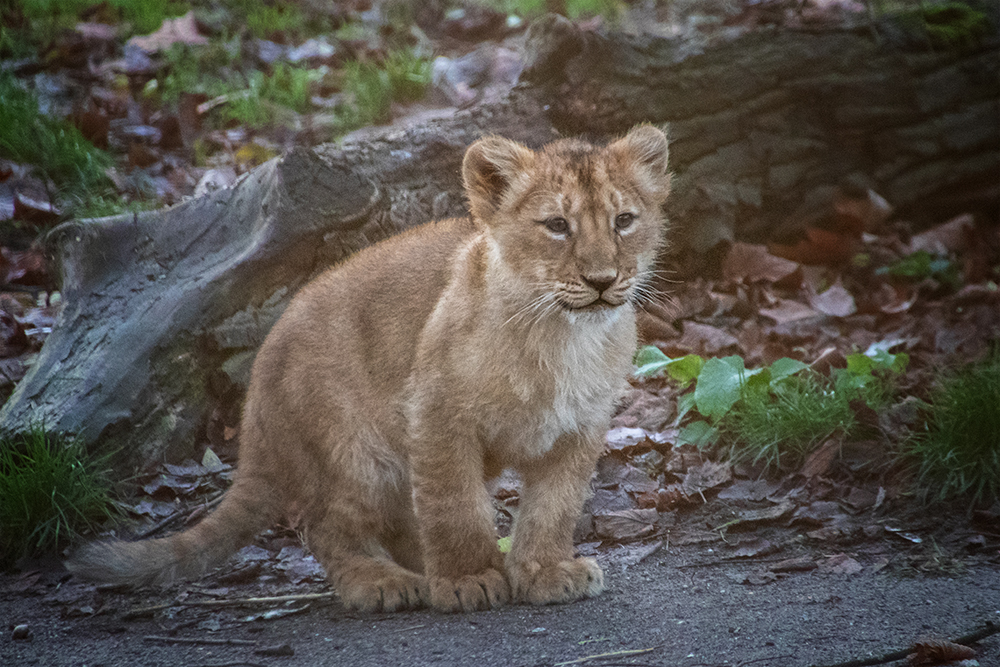 Aziatische leeuw - Asiatic lion