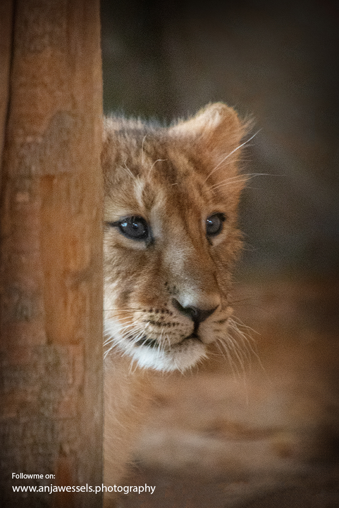 Aziatische leeuw – Asiatic lion