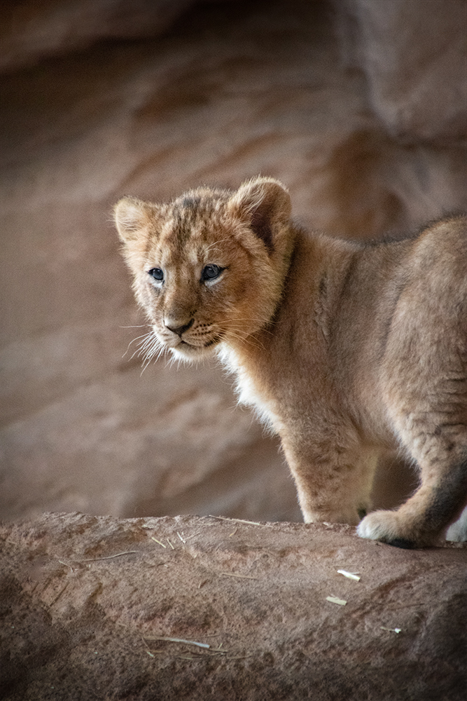 Aziatische leeuw - Asiatic lion